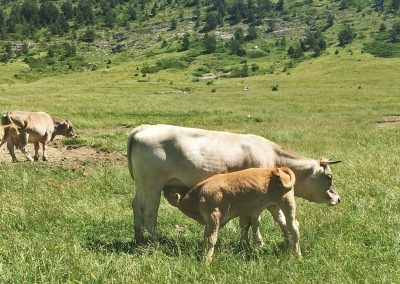 Ternera del Valle de Aísa (Pirineos) . Criados con alimentación natural 100%. Más de seis meses al año en libertad, pastando en los montes de Aísa y alimentándose de forma natural al 100%. Durante los meses que el ganado pasa estabulado se alimenta de hierba recogida durante el verano en nuestros campos y pienso hecho a base de cereales.