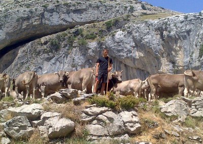 Nuestro ganado, vacas de la raza autóctona “parda de montaña”, pasa más de seis meses al año en libertad, pastando en los montes de Aísa y alimentándose de forma natural al 100%.