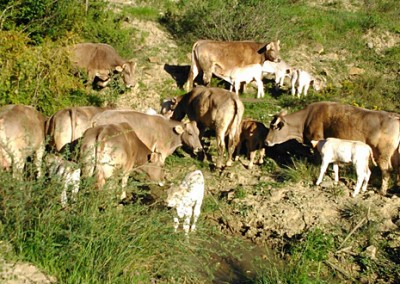 Nuestro ganado, vacas de la raza autóctona “parda de montaña”, pasa más de seis meses al año en libertad, pastando en los montes de Aísa y alimentándose de forma natural al 100%.