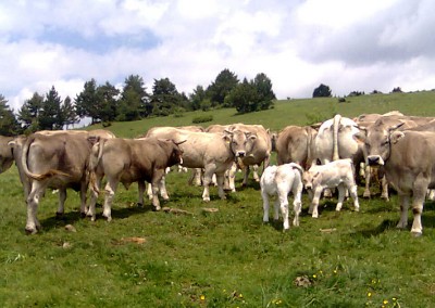 Ternera Valle de Aísa, carne de calidad