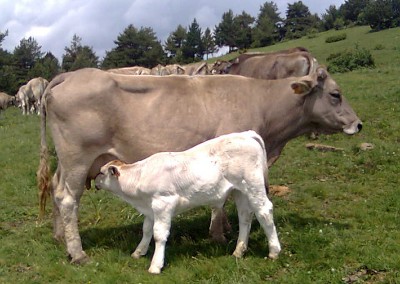 Ternera Valle de Aísa, carne de calidad