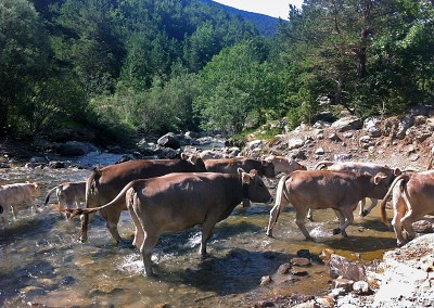 Al final de la primavera, nuestras vacas y terneros parten en trashumancia a las zonas altas del valle, en pleno Pirineo.