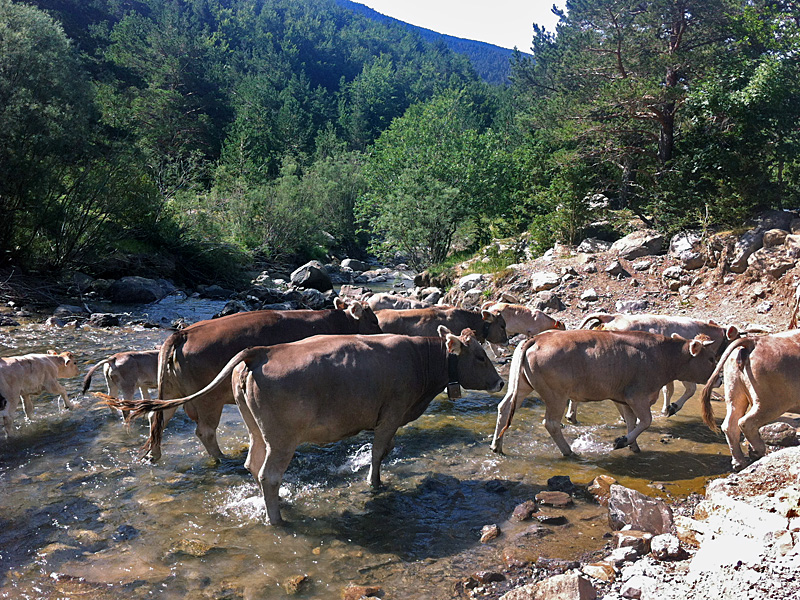 Al final de la primavera, nuestras vacas y terneros parten en trashumancia a las zonas altas del valle, en pleno Pirineo.