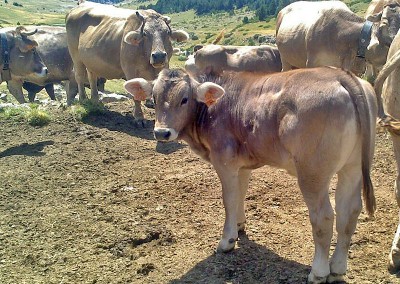 Nuestro ganado, vacas de la raza autóctona “parda de montaña”, pasa más de seis meses al año en libertad, pastando en los montes de Aísa y alimentándose de forma natural al 100%.