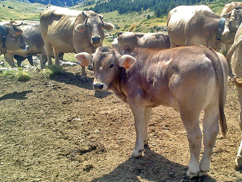 Nuestro ganado, vacas de la raza autóctona “parda de montaña”, pasa más de seis meses al año en libertad, pastando en los montes de Aísa y alimentándose de forma natural al 100%.
